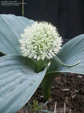Allium Karataviense 'Ivory Queen'
